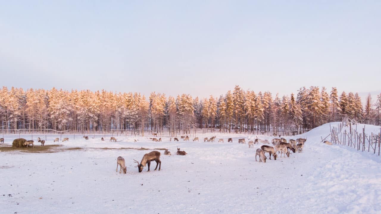 Poroja aitauksessa.