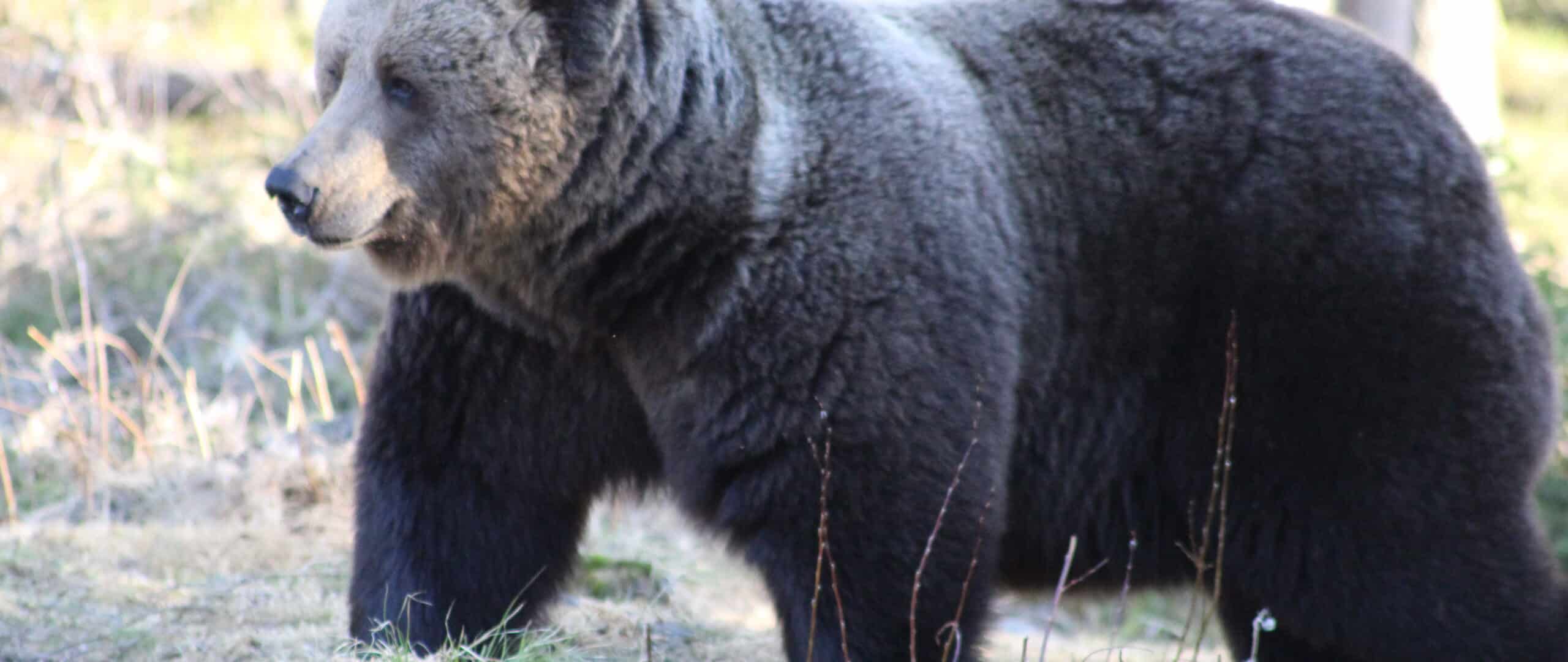 Iso karhu katsoo eteenpäin metsässä