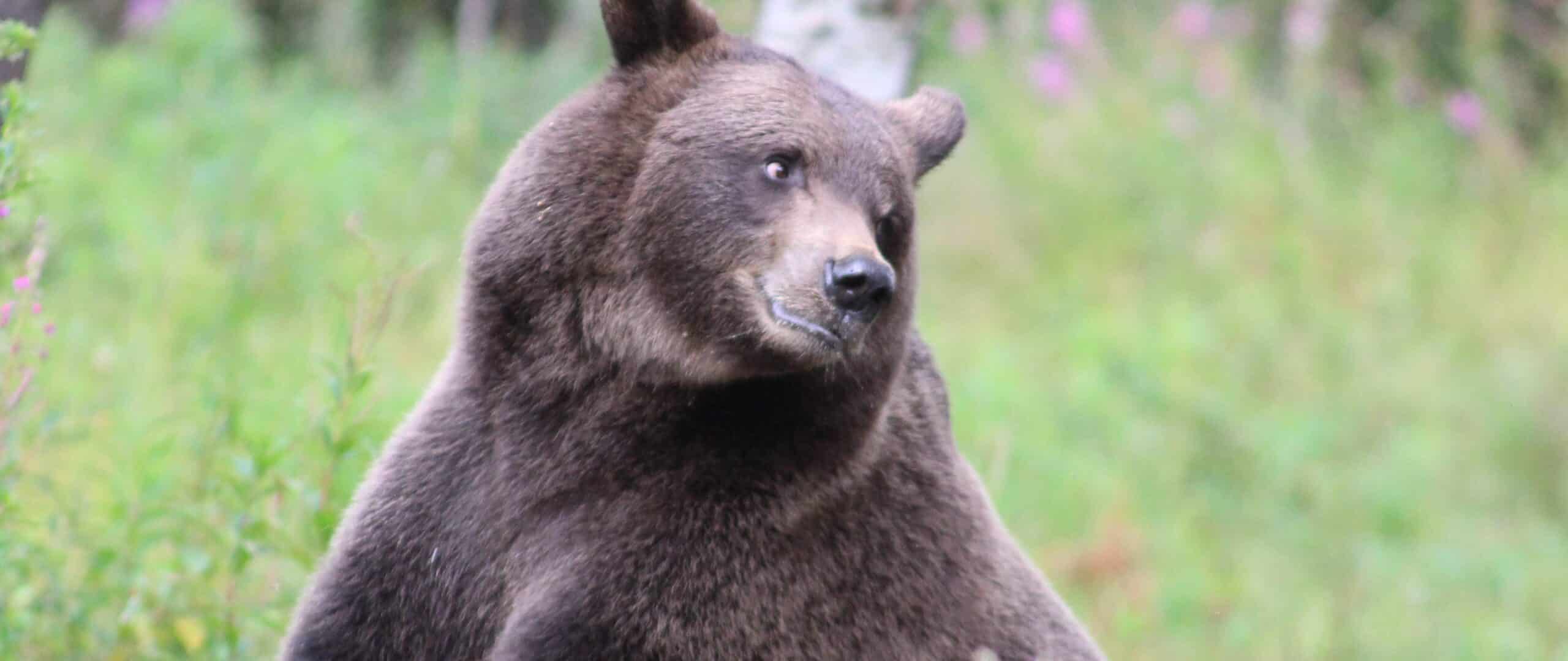 Istuva karhu kääntää katsettaan sivulle metsässä