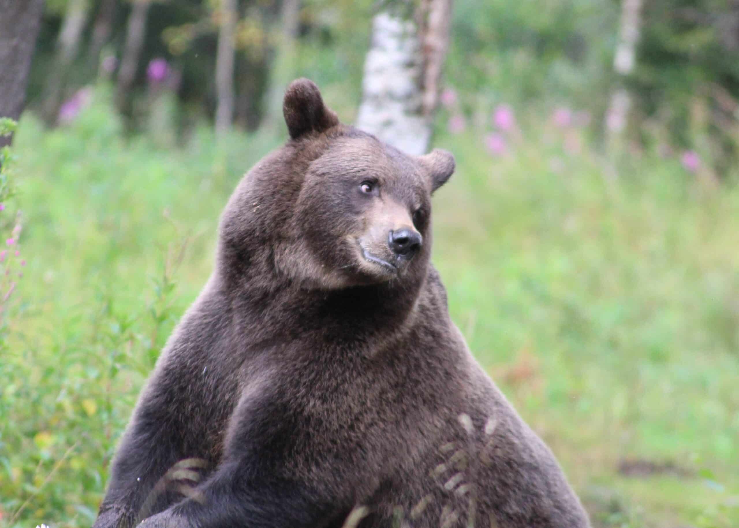 Istuva karhu kääntää katsettaan sivulle metsässä