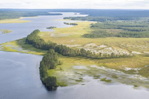 Mäntyinen särkkä järven rannalla, toisella puolella särkkää iso Kokkosuo. Särkälle menee pitkospuut.