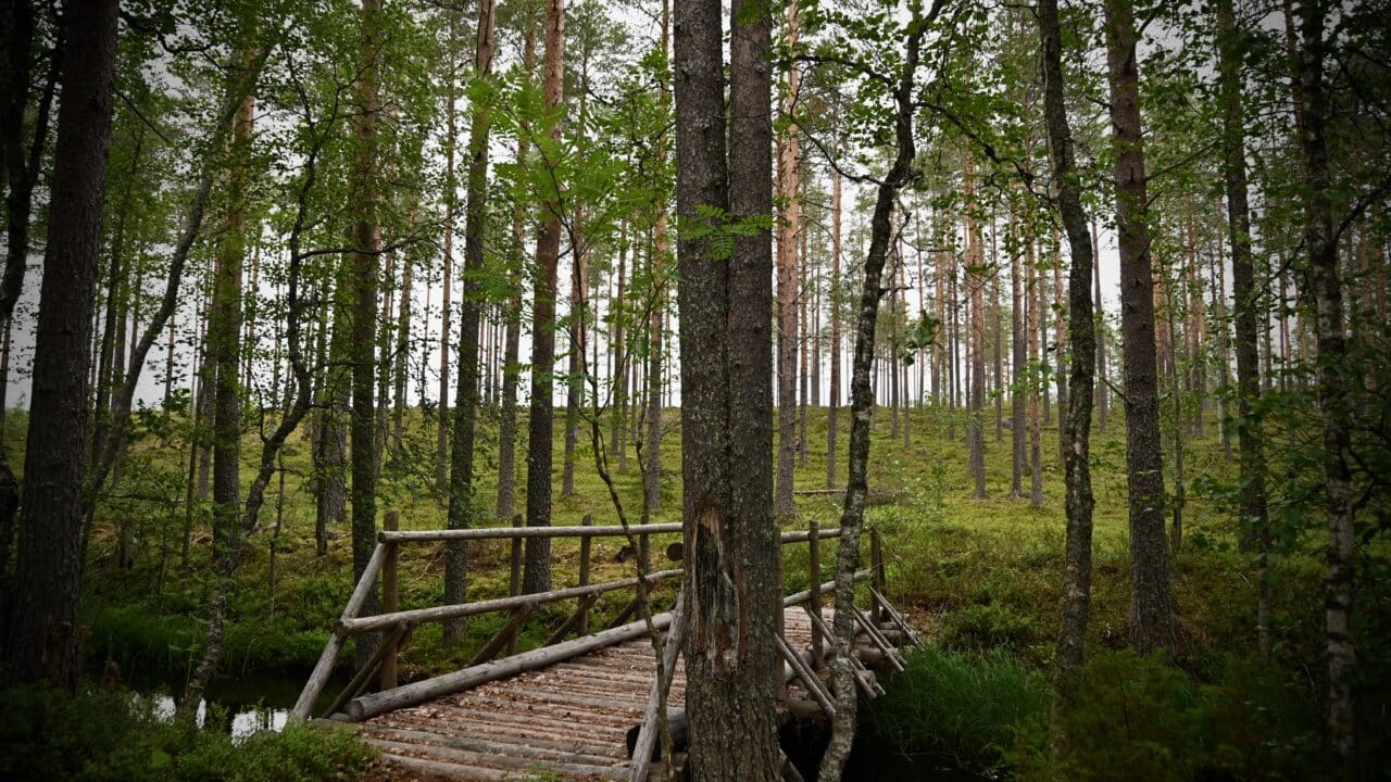 Kesäinen metsä, jossa joen yli menee puinen silta.