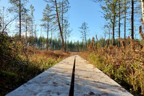 Pesiön retkeilypolku