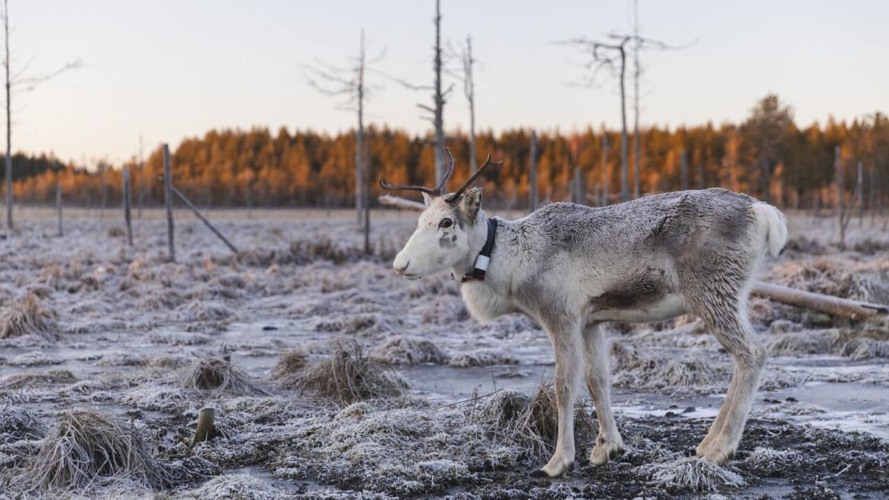Valkoinen poro auringonlaskun aikaan huurteisella suolla, takana auringon valottamaa kuusimetsää.