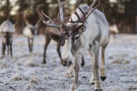 Eläinrakkaille