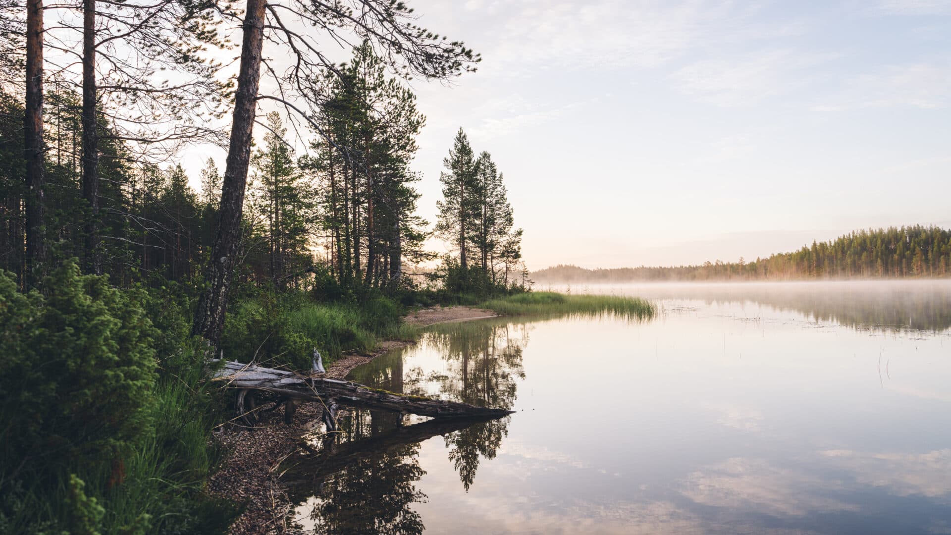 Auringonnousu järvellä Hossassa, metsäistä rantaa jossa mäntyjä kaartumassa veden ylle.