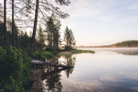Auringonnousu järvellä Hossassa, metsäistä rantaa jossa mäntyjä kaartumassa veden ylle.