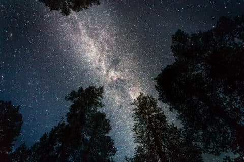 Metsän siimeksessä