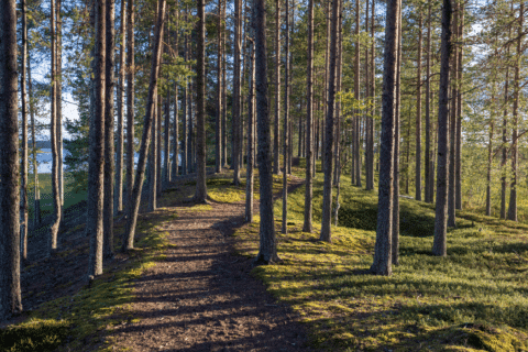 Kalmosärkkä – esihistoriallinen asuinpaikka